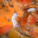 Plancia ëd Hypselodoris peasei (Bergh 1880)