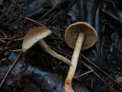 Image of Inocybe cinnamomea A. H. Sm. 1941