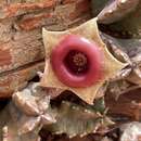 Image of Ceropegia zebrina subsp. insigniflora (C. A. Maass) Bruyns