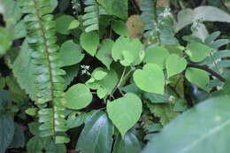 Image of Circaea cordata Royle