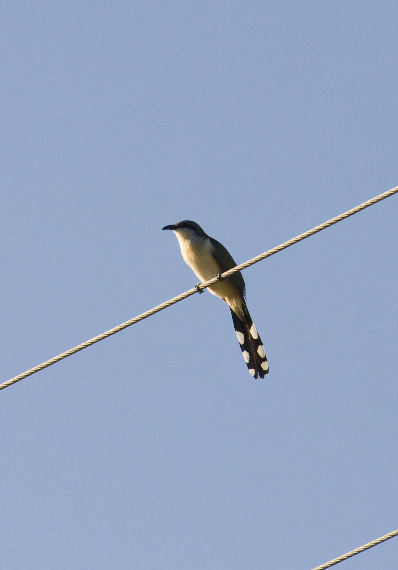 Image of Dark-billed Cuckoo