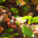 Arctostaphylos hookeri subsp. hookeri的圖片