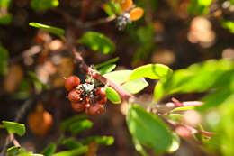 Image of Hooker's manzanita