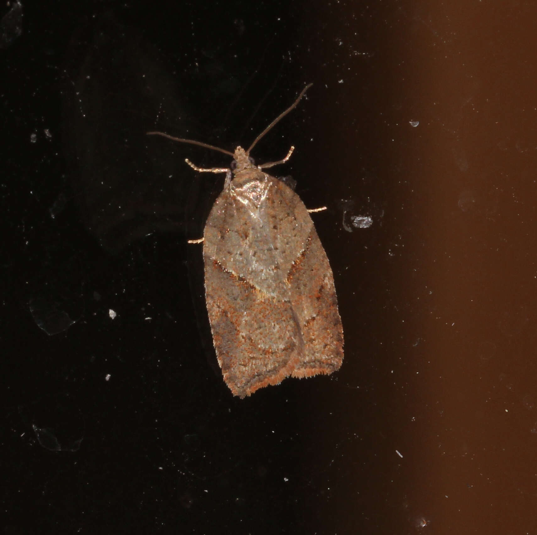 Acleris maccana Treitschke 1835的圖片