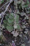 Image of Crassula cordata Thunb.