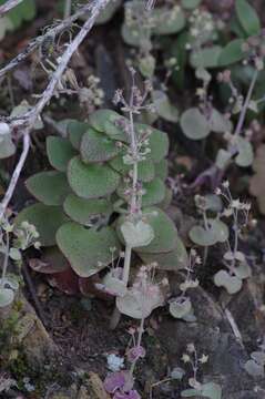 Image of Crassula cordata Thunb.