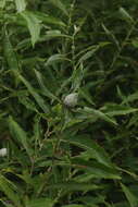 Image of Missouri River willow