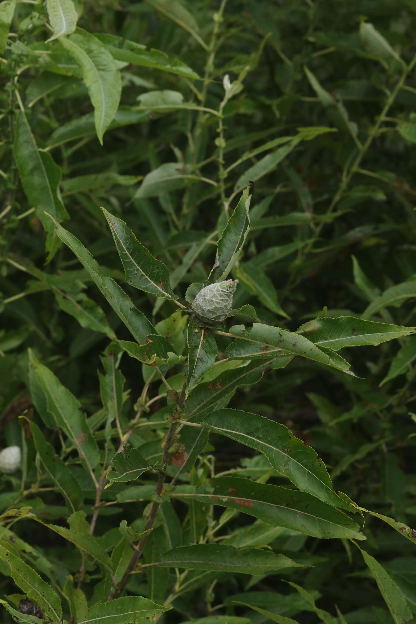 Image of Missouri River willow