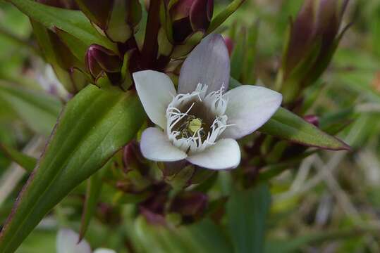 Image of Gentianella amarella subsp. septentrionalis (Druce) Pritchard