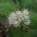 Image of Spiraea corymbosa