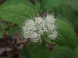 Image of Spiraea corymbosa