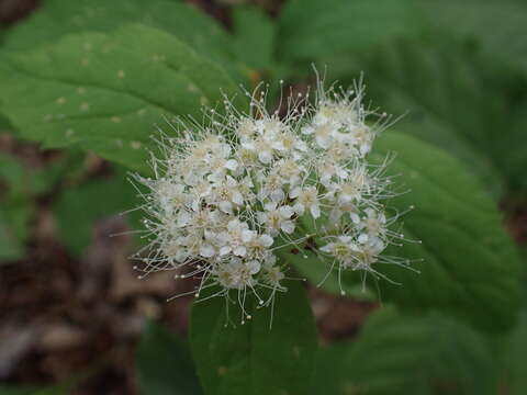 Image of Spiraea corymbosa