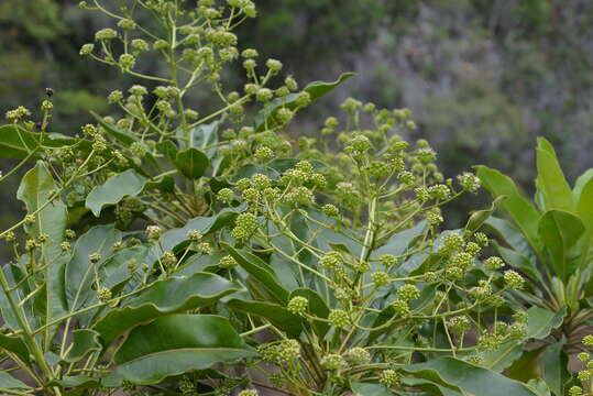 Image of Myodocarpus involucratus Dubard & R. Vig.