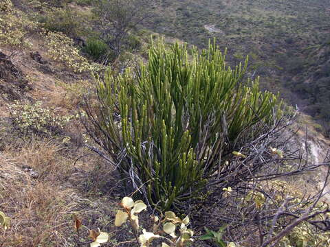 Image of Euphorbia weberbaueri Mansf.