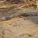 Image of Crotalus durissus trigonicus Harris & Simmons 1978