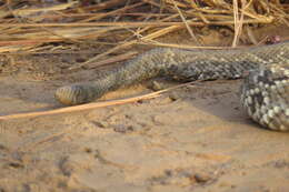 صورة Crotalus durissus trigonicus Harris & Simmons 1978