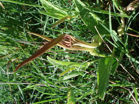 Image of Aristolochia angustifolia Cham.