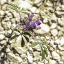 Image of Texas Plains Indian breadroot