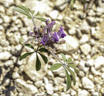 Imagem de Psoralea latestipulata Shinners