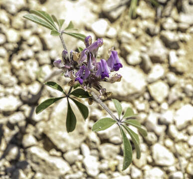 Psoralea latestipulata Shinners resmi