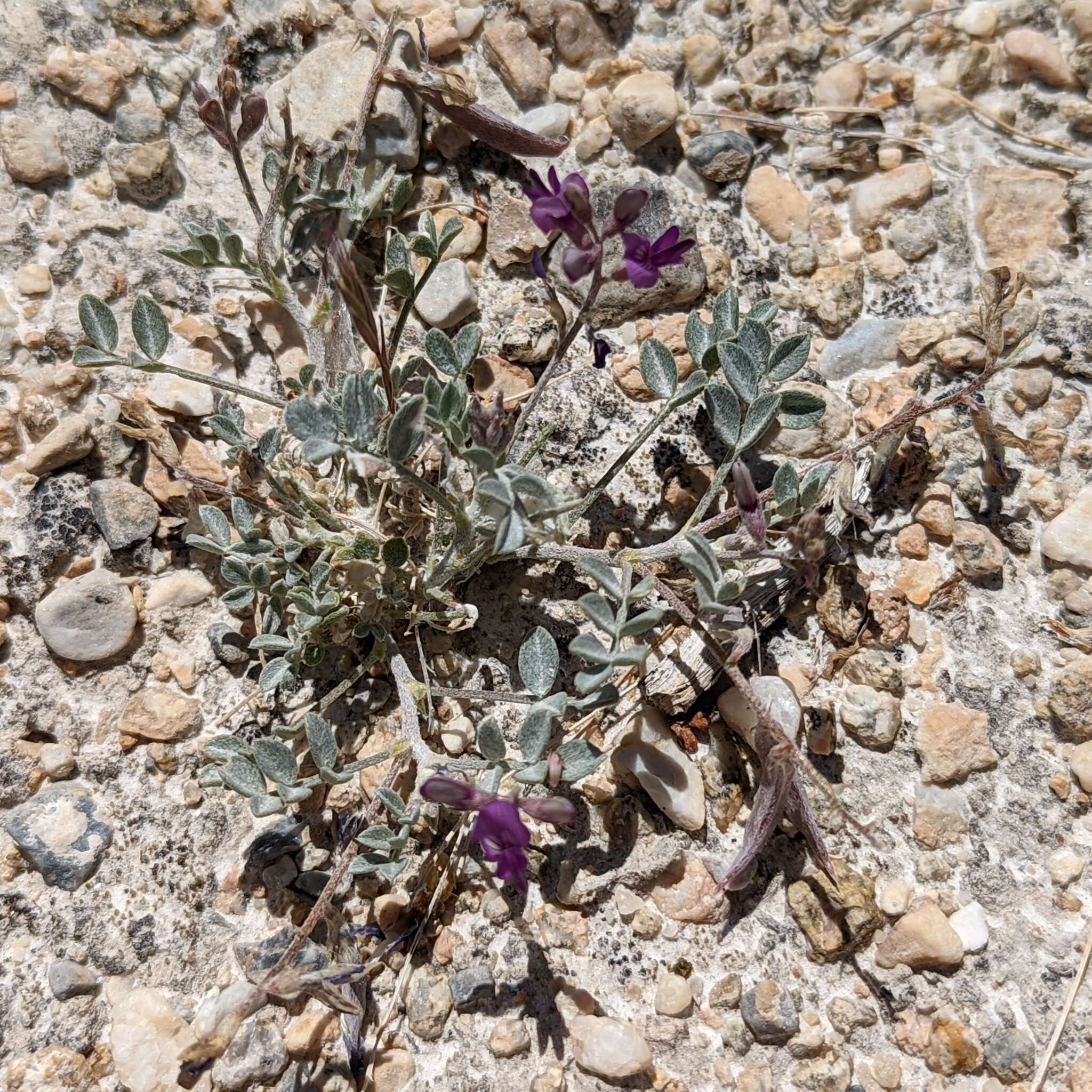 صورة Astragalus albens Greene