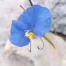 Commelina madagascarica C. B. Clarke的圖片