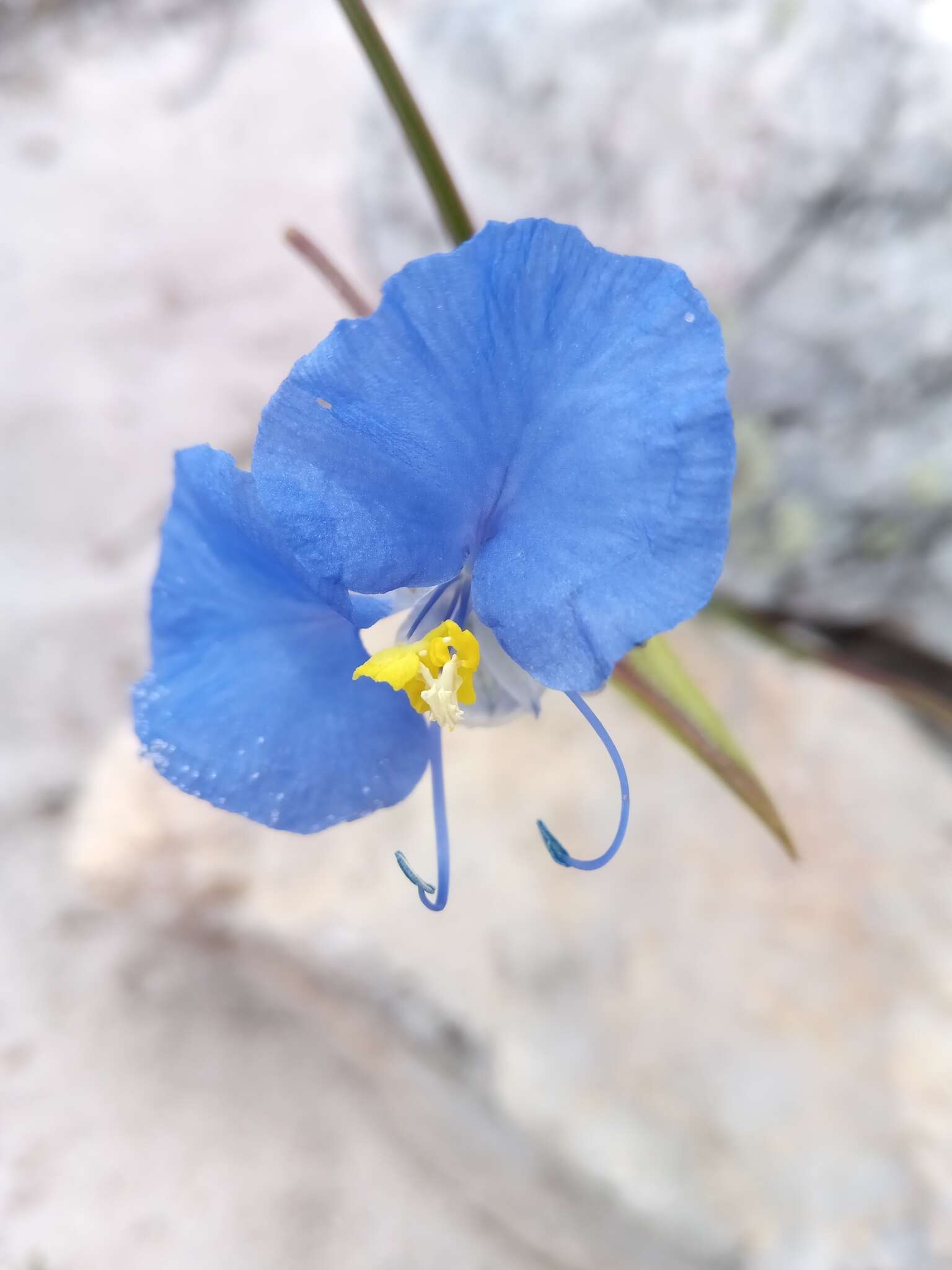 Image of Commelina madagascarica C. B. Clarke