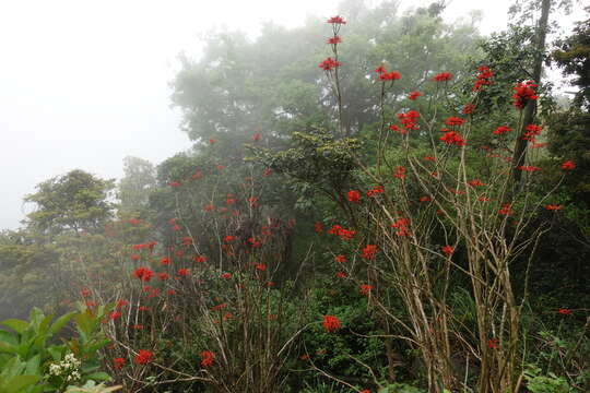 Image of Coral tree