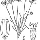Image of fineleaf fournerved daisy