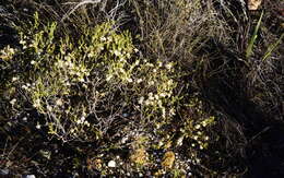 Image of Macrostylis cauliflora I. J. M. Williams