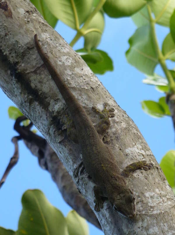 Слика од Phelsuma guentheri Boulenger 1885