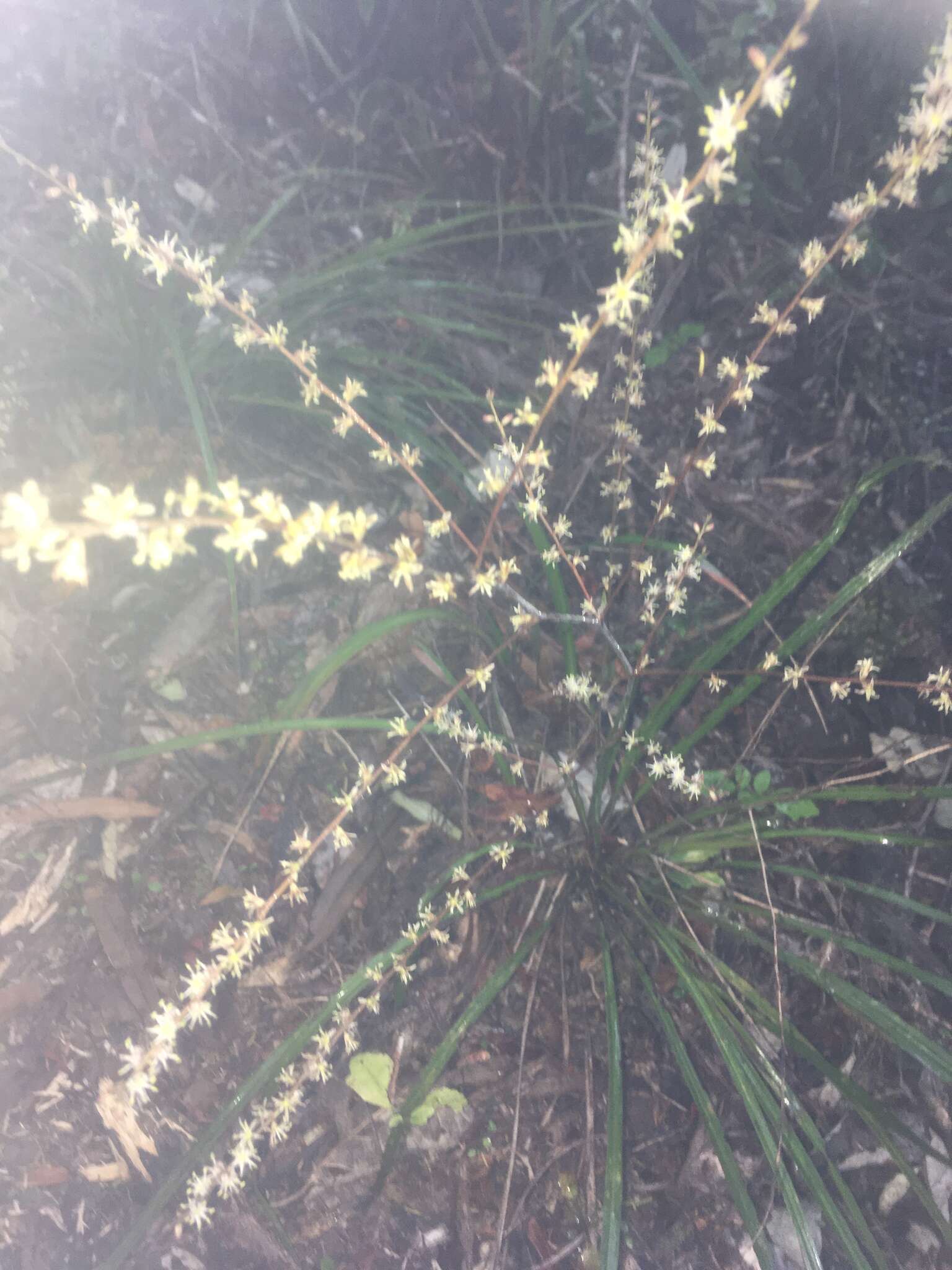 Image of Cordyline pumilio Hook. fil.