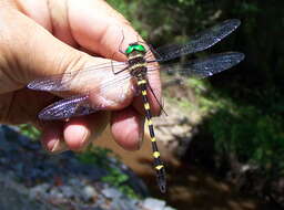 Image of Macromia illinoiensis georgina Selys 1878