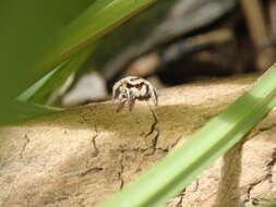 Image of Habronattus coecatus (Hentz 1846)