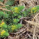 Imagem de Thymelaea coridifolia subsp. dendrobryum (Rothm.) M. Laínz