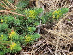 Imagem de Thymelaea coridifolia subsp. dendrobryum (Rothm.) M. Laínz