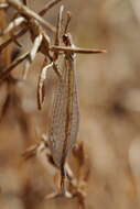 Image de Macronemurus appendiculatus (Latreille 1807)