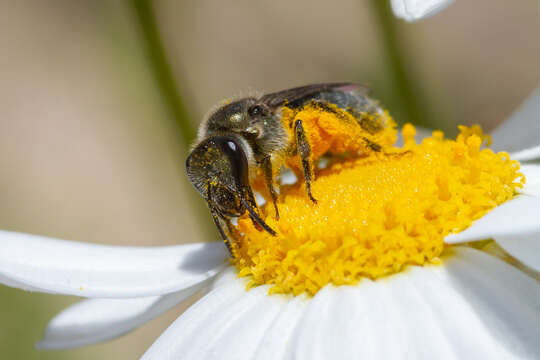 Sivun Lasioglossum viride (Brullé 1840) kuva