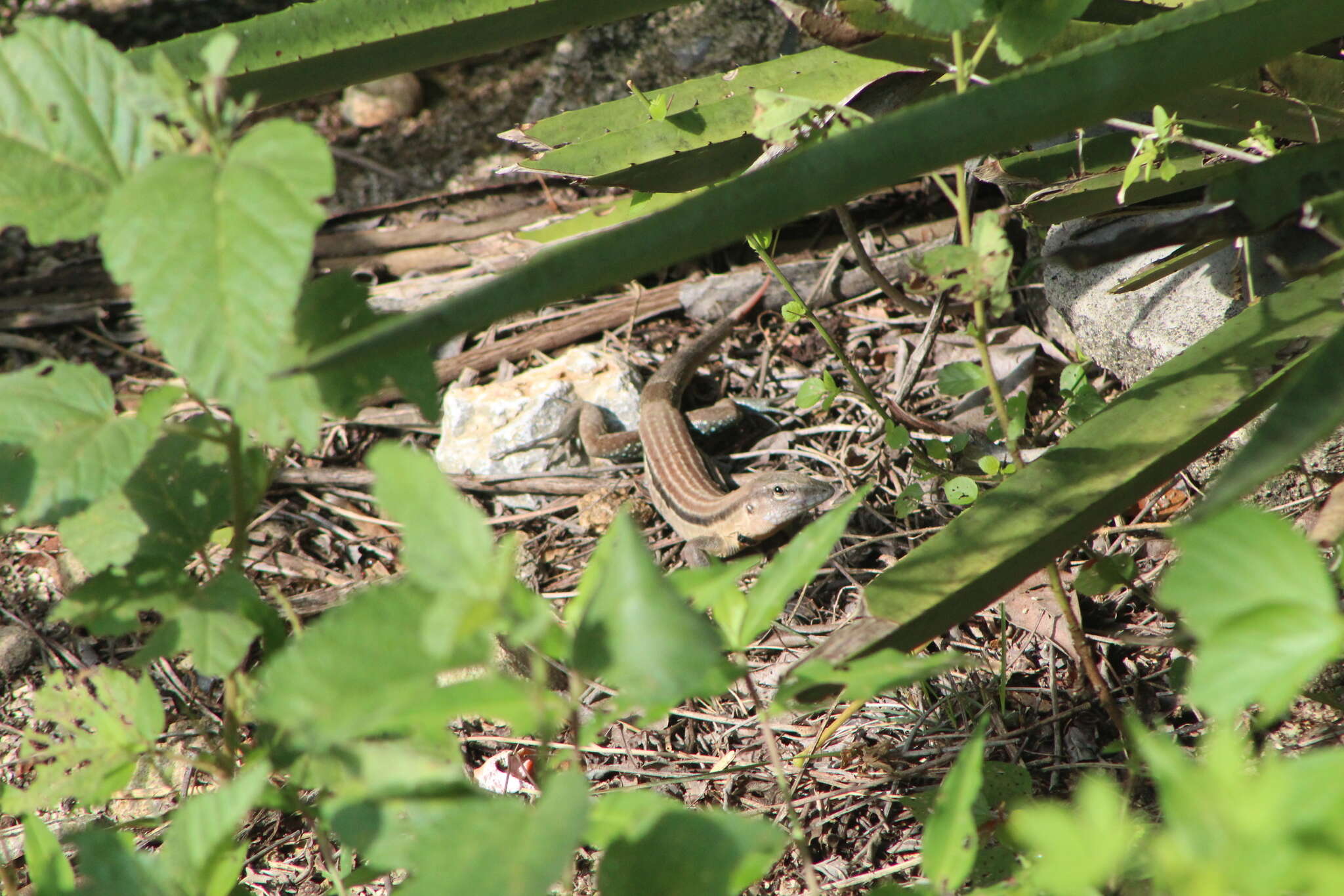 Plancia ëd Aspidoscelis guttatus (Wiegmann 1834)