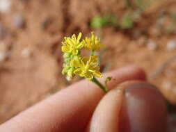 Слика од Arabidella nasturtium (F. Muell.) E. A. Shaw