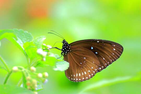 <i>Euploea <i>midamus</i></i> midamus的图像
