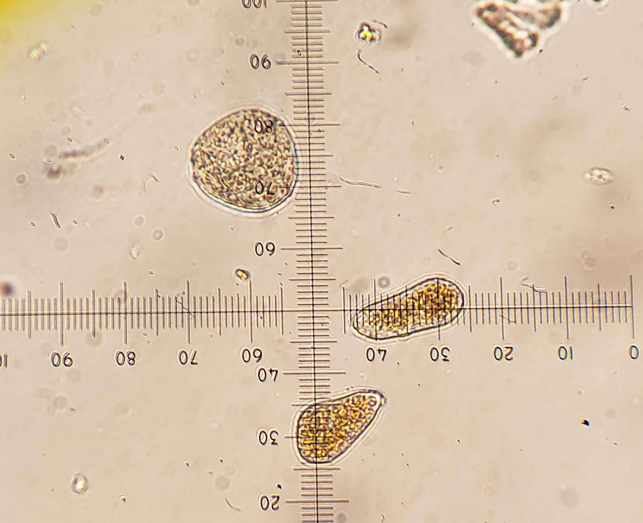 Image of Pucciniastrum pyrolae (J. F. Gmel.) J. Schröt. 1880