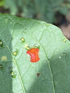 Image of Charidotella (Metrionaspis) rubicunda (Guérin-Méneville 1844)