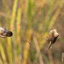 Plancia ëd Prinia inornata blanfordi (Walden 1875)