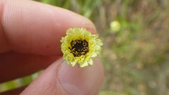 Image de Tolpis umbellata Bert.