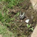 Image of Papilio grosesmithi Rothschild 1926