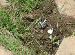 Image of Papilio grosesmithi Rothschild 1926