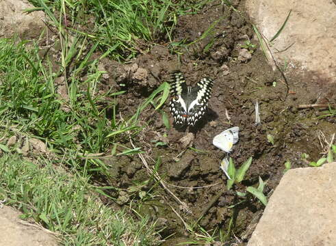 Image of Papilio grosesmithi Rothschild 1926