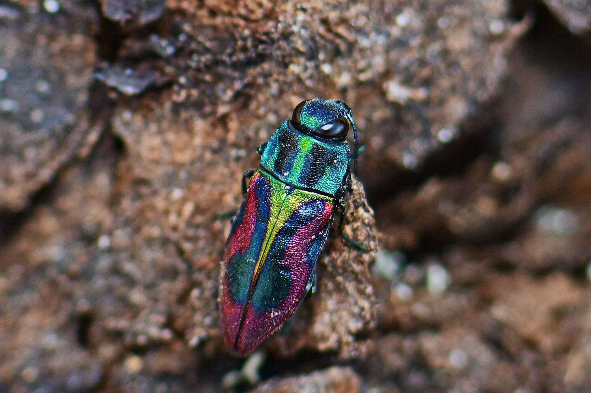 Image of metallic wood-boring beetle