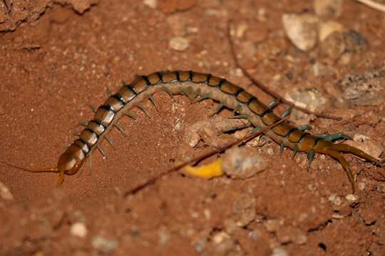 Image of Scolopendra mirabilis (Porat 1876)